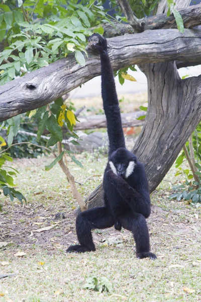 Çok komik maymun gıda ve duyguların insanlardan bekler