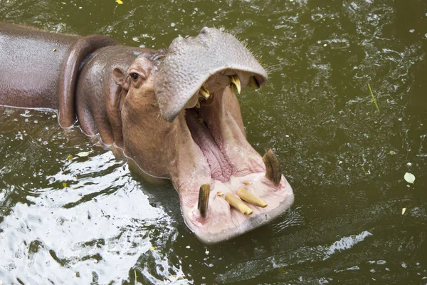 The hippopotamus in water very much wants to eat