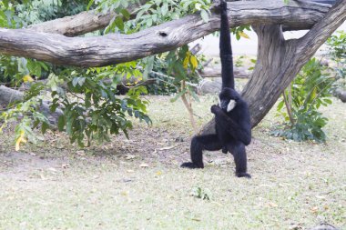 Çok komik maymun gıda ve duyguların insanlardan bekler