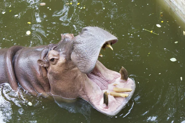 Das Nilpferd Wasser Sehr Gerne Essen — Stockfoto