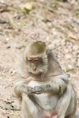 Maymunlar serbest insanlar yiyecek bulmak için sopa