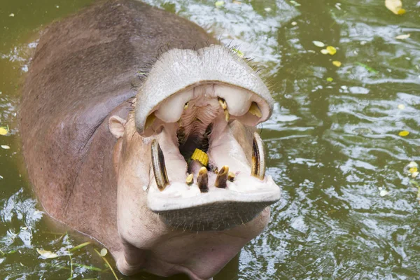 The hippopotamus opened a mouth and now will eat everything