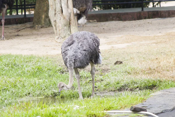 Struisvogel Wandeling Zoekt Eten — Stockfoto