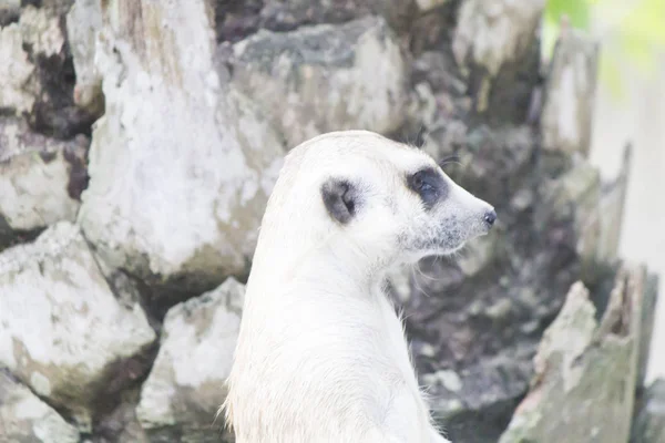 Surikata Een Dierentuin Lopen Staan Als Kolommen — Stockfoto