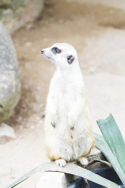 Surikata Dans Zoo Soit Courir Tenir Comme Des Colonnes — Photo