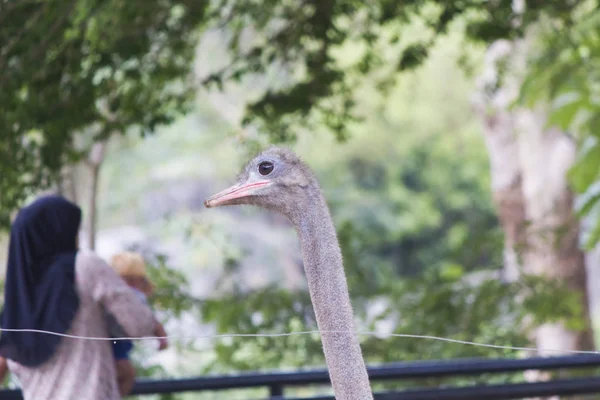 Struisvogel Wandeling Zoekt Eten — Stockfoto