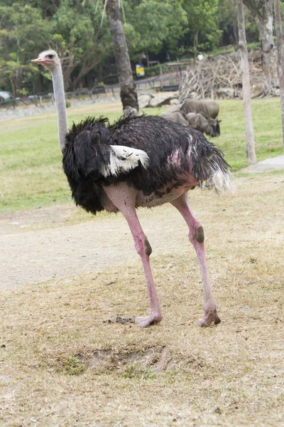 散歩にダチョウが食べるために — ストック写真