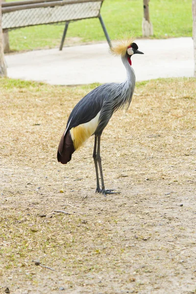 Der Vogelsekretär Auf Spaziergang Kostet Und Schaut Die Ferne — Stockfoto