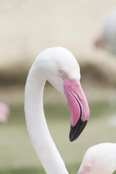 Flamingók Csendben Állni Csak Nagyon Szép — Stock Fotó