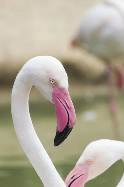 Flamingók Csendben Állni Csak Nagyon Szép — Stock Fotó