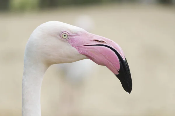 Flamingos Ficam Calmamente São Muito Bonitos — Fotografia de Stock