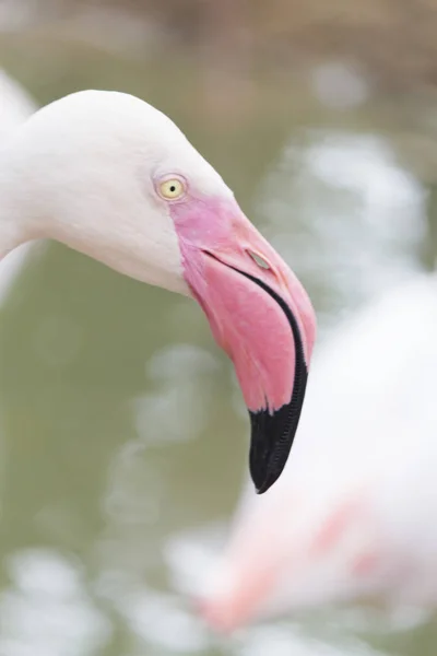 Flamingos Ficam Calmamente São Muito Bonitos — Fotografia de Stock