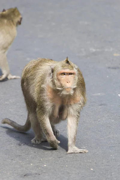 Monkeys at liberty stick to people in search of food