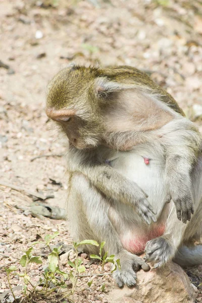 Les Singes Liberté Tiennent Aux Personnes Recherche Nourriture — Photo