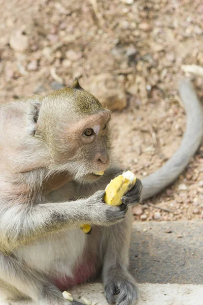 Monos Libertad Adhieren Gente Busca Comida — Foto de Stock