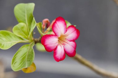 Güzel tropik çiçekler çiçeği üzerinde joy tüm insanlar için