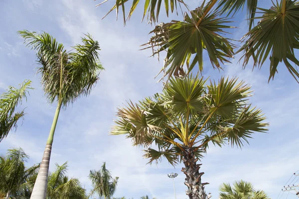 Пальмы Небо Просто Красиво Тепло — стоковое фото