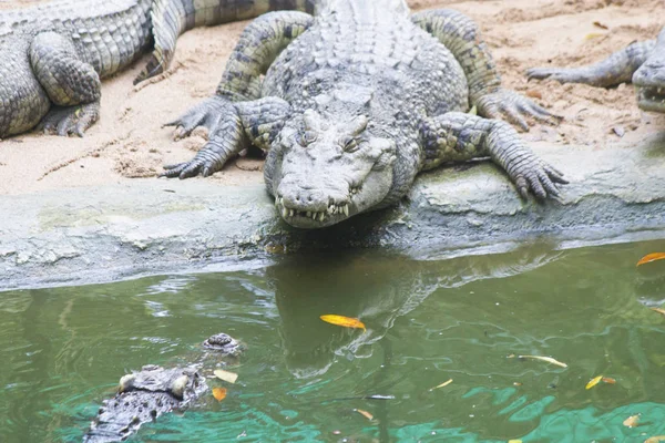Crocodile Walk Waits Your Awkward Movement — Stock Photo, Image