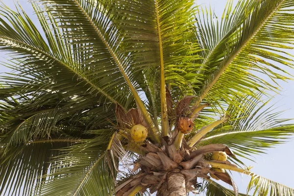 Palmiye Ağaçları Gökyüzü Değil Sadece Güzel Ama Aynı Zamanda Sıcak — Stok fotoğraf