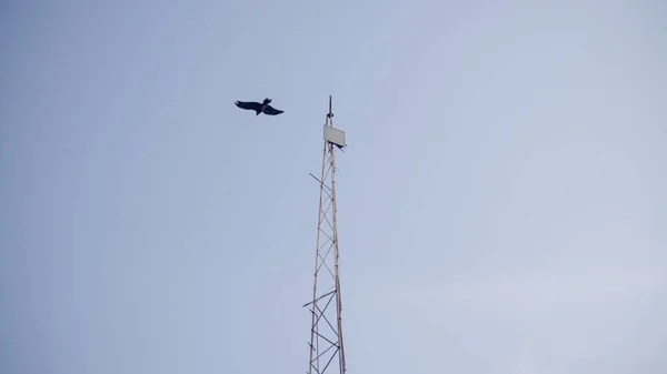 Torre Bird Papel Parede Com Fundo Céu — Fotografia de Stock