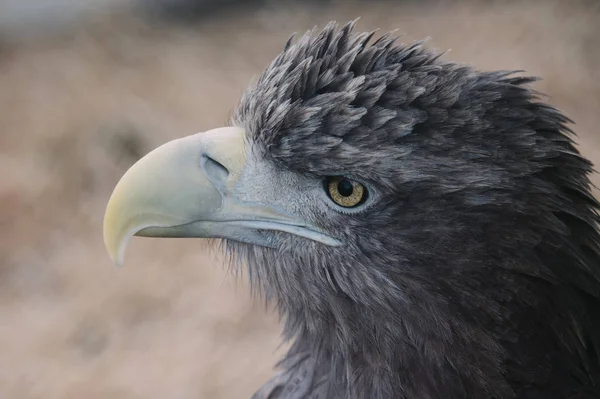 鷹の羽 略奪の明確なビューをぼかしの背景に鷹の頭のクローズ アップを見てください — ストック写真