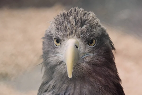 鷹の羽 略奪の明確なビューをぼかしの背景に鷹の頭のクローズ アップを見てください — ストック写真