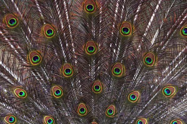 美しい鳥の何千ものカラフルなパターン — ストック写真