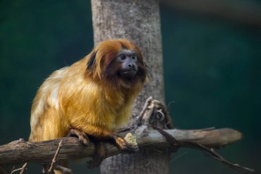 Altın Aslan pembe maymun (Leontopithecus rosalia) yiyor