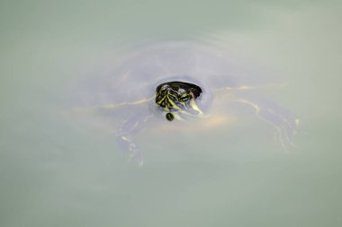 Yeşil bir su birikintisi içinde yüzmeye bir kaplumbağa