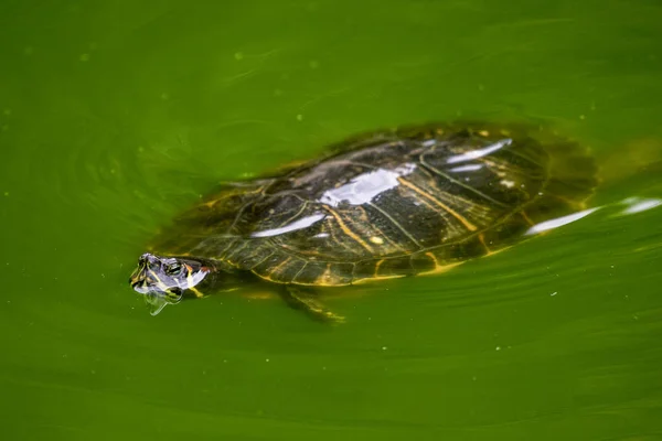 Une Tortue Nage Dans Étang Vert Eau — Photo