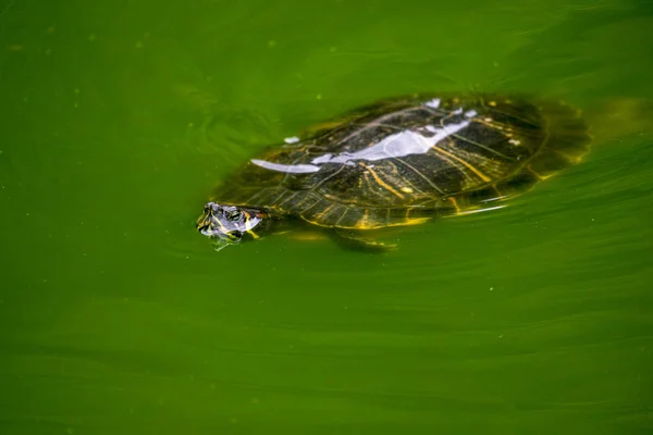 Черепаха Плаває Зеленому Ставку Води — стокове фото