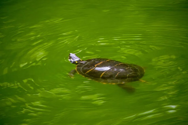 Черепаха Плаває Зеленому Ставку Води — стокове фото