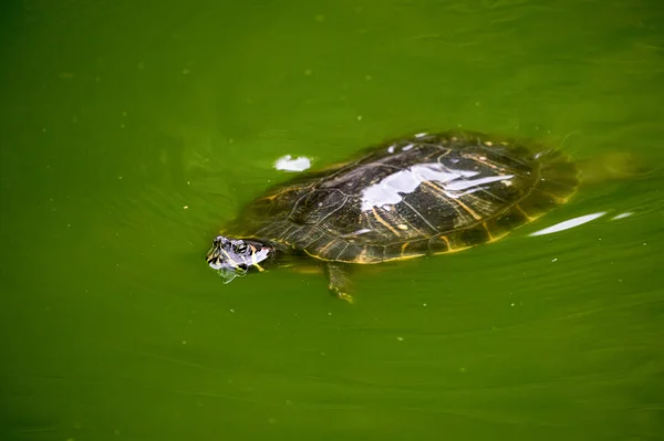 水の色の池で泳ぐカメ — ストック写真