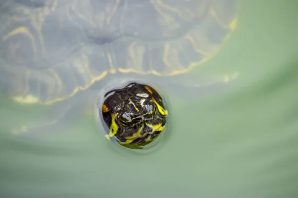 Żółw Pływanie Zielony Staw Wody — Zdjęcie stockowe