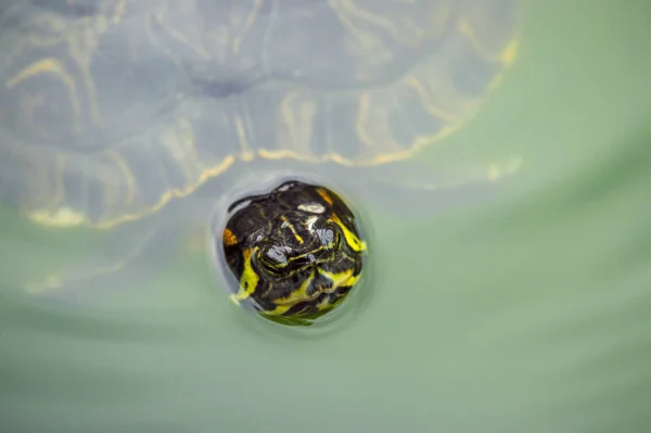 Turtle Swimming Green Pond Water — Stock Photo, Image