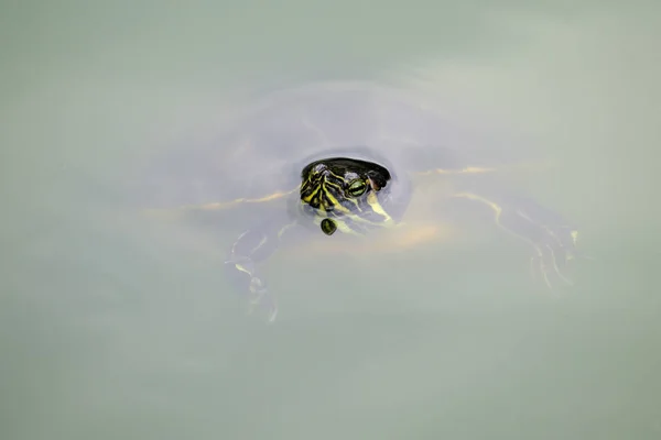 Żółw Pływanie Zielony Staw Wody — Zdjęcie stockowe