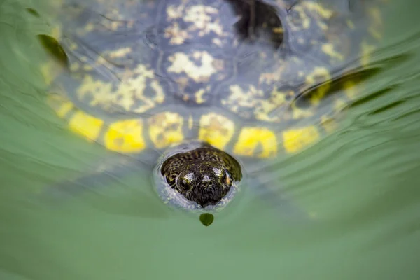 Une Tortue Nage Dans Étang Vert Eau — Photo