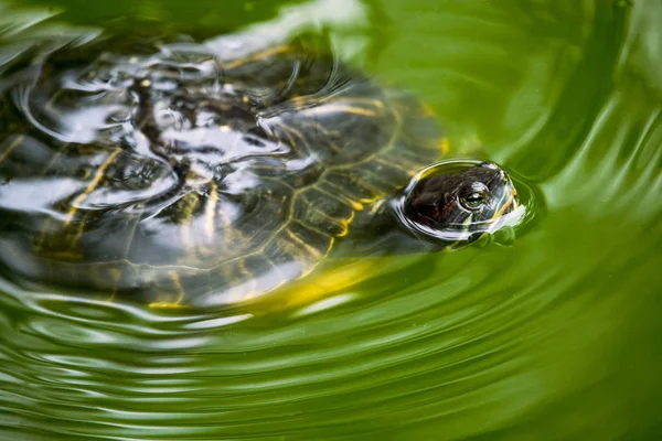 Une Tortue Nage Dans Étang Vert Eau — Photo