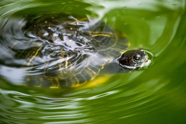 Una Tortuga Nadando Estanque Verde Agua —  Fotos de Stock