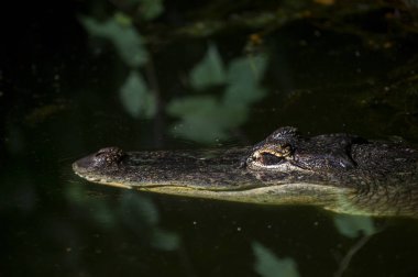 Her iki gözde görünür ile su seviyesinden sadece gözlemliyor bir yetişkin timsah