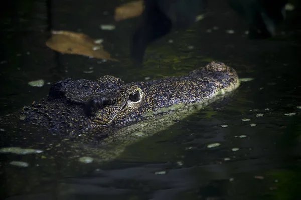 Crocodilo Adulto Espreita Logo Acima Nível Água Com Ambos Olhos — Fotografia de Stock