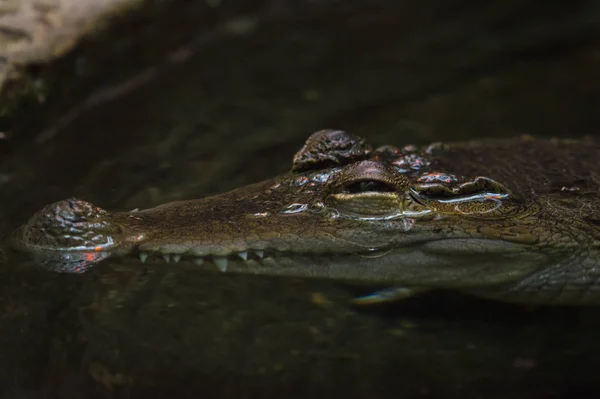 Crocodilo Adulto Espreita Logo Acima Nível Água Com Ambos Olhos — Fotografia de Stock