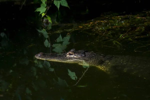 Adult Crocodile Lurking Just Water Level Both Eyes Visible — Stock Photo, Image