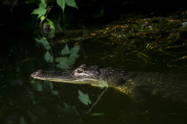 Crocodilo Adulto Espreita Logo Acima Nível Água Com Ambos Olhos — Fotografia de Stock