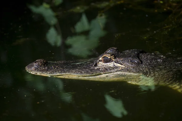 Crocodilo Adulto Espreita Logo Acima Nível Água Com Ambos Olhos — Fotografia de Stock