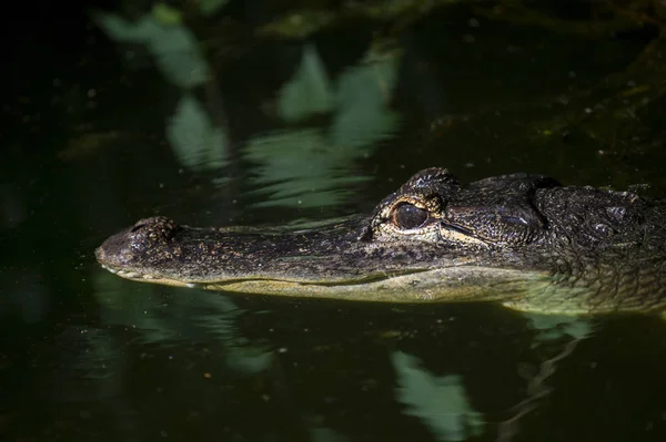 Crocodilo Adulto Espreita Logo Acima Nível Água Com Ambos Olhos — Fotografia de Stock