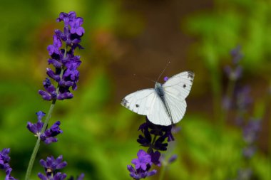 Büyük beyaz kelebek mor levander çiçek
