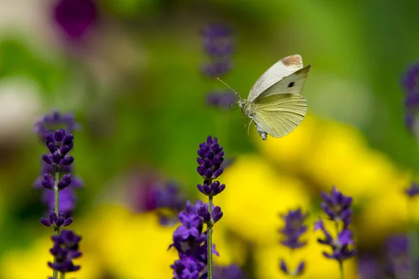 Großer Gelber Schmetterling Auf Violetter Levanderblume — Stockfoto