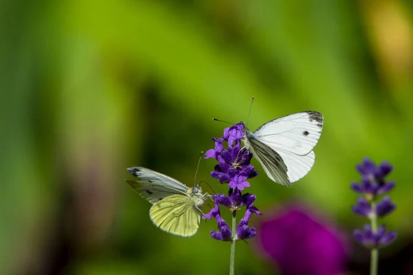 Large Yellow Butterfly Violet Levander Flower — Stock Photo, Image