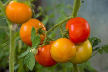 Olgun kırmızı ve olgunlaşmamış yeşil domates bunu büyüyen sera içinde